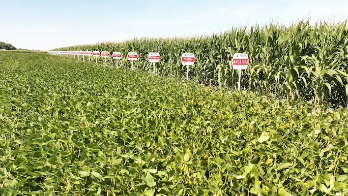 High angle view of drone flying over a cornfield in Ohio