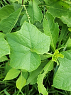 image (1).png