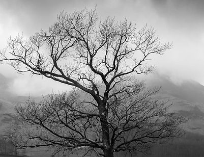 Kahler Baum mit Wolken und Nebel im Hintergrund. Schwarz-weiss Bild.