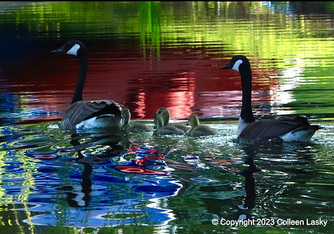 geese-with-babies_edited.jpg