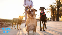 The Realities and Challenges of Guide Dogs