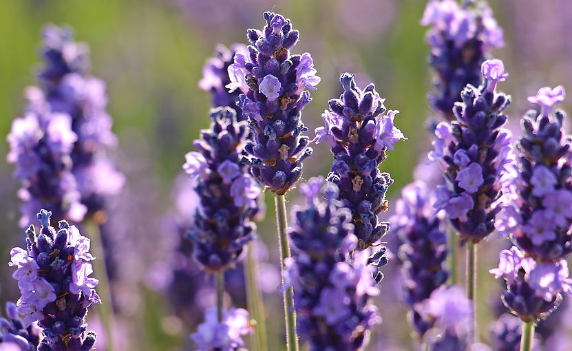 lavender-2426376_960_720.jpg