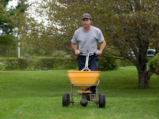 Should Trees Be Fertilized? 