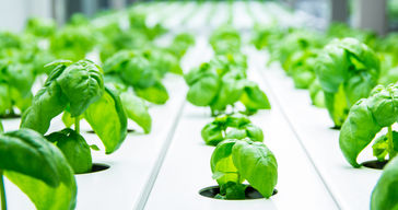 Grown+Basil.jpeg