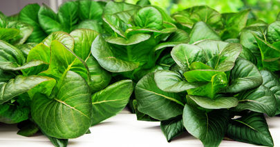 Lettuce+Grown.jpeg