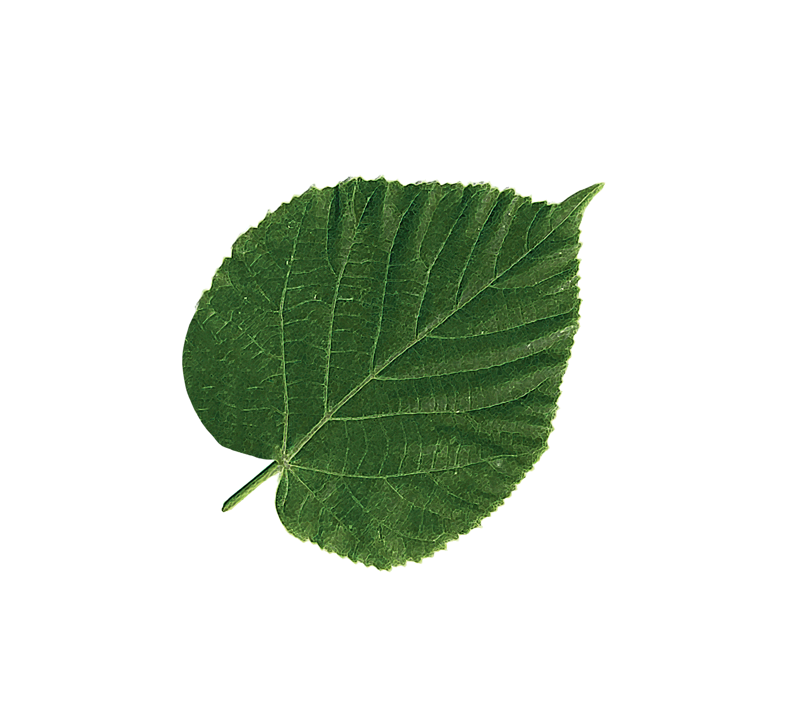 logo_flora_animated.gif