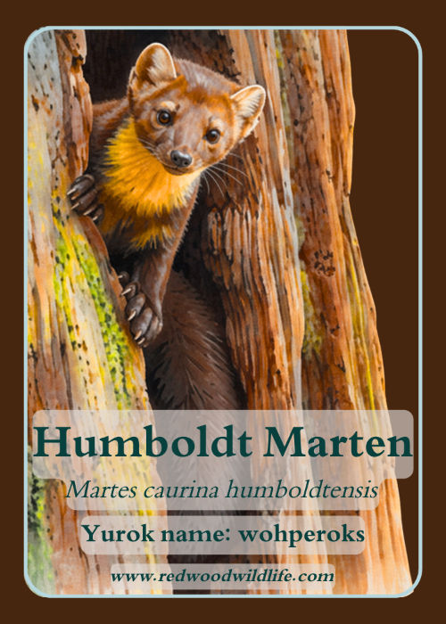 Humboldt marten