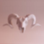 I crani dei vertebrati