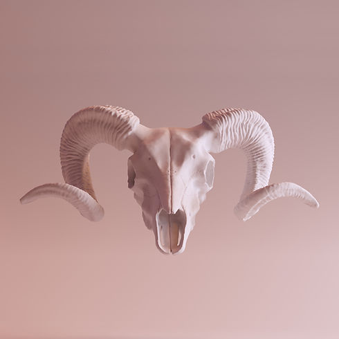 Ibex Skull