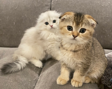 Two Scottish Fold Kittens on Sofa