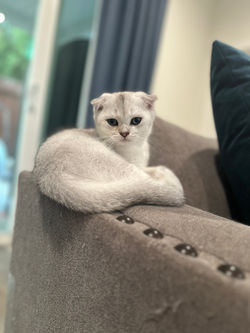 Milo