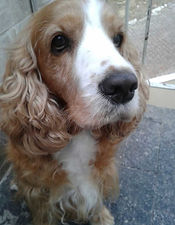 Cachorro Bicho Natural