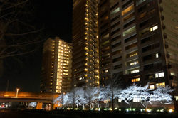 20200326パークハウス (2)