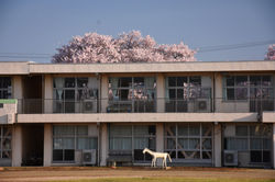 葛城小学校_20220408(3)