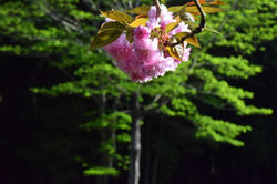 ゆかりの森_20210411 (1)