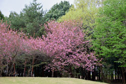 20180407ゆかりの森の桜 (04)