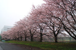 20170409東光台運動公園