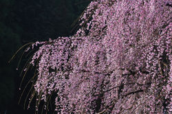 あかげらの森_20220327(5)