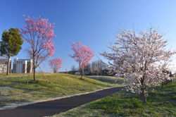 葛城水辺公園_20220402(1)