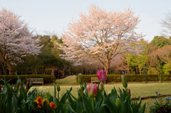 20180401ゆかりの森の桜 (04)