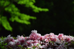 20190429ゆかりの森