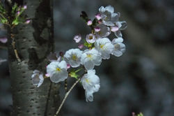 パークハウス_20210323 (3)