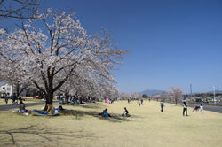 20190406学園の杜公園
