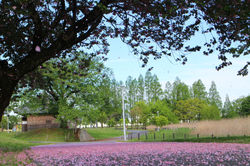 20160429駅前公園 (1)