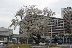 20200327研究学園駅南口 (1)
