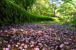 ゆかりの森_20220502(1)