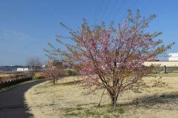 葛城水辺公園_20210310 (1)