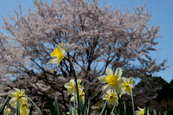 20180331ゆかりの森の桜 (04)