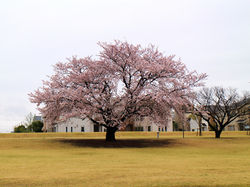 20170408学園の杜公園