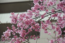 20190316サーパスマンシ��ョン (1)