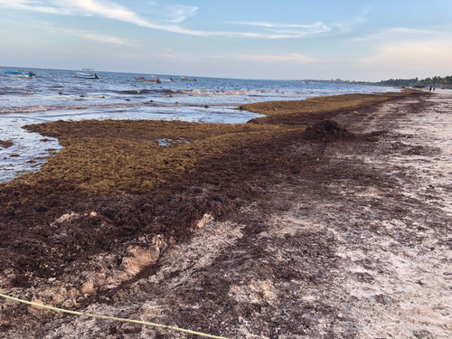 Sargazo in Tulum July 2019