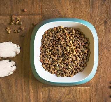 dog-food-g29346b0da_1920.jpg