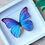 Miniature : Morpho didius