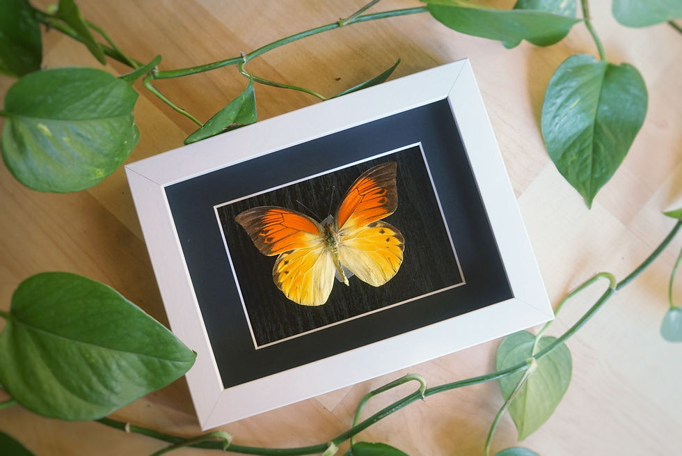 Miniature : Hebomoia leucippe detanii