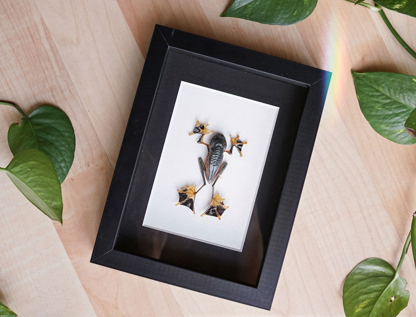 Racophorus reinwardtii