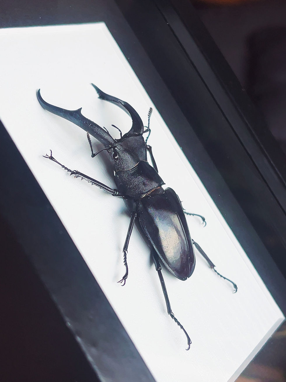 Miniature : Hexarthrius mandibularis sumatranus