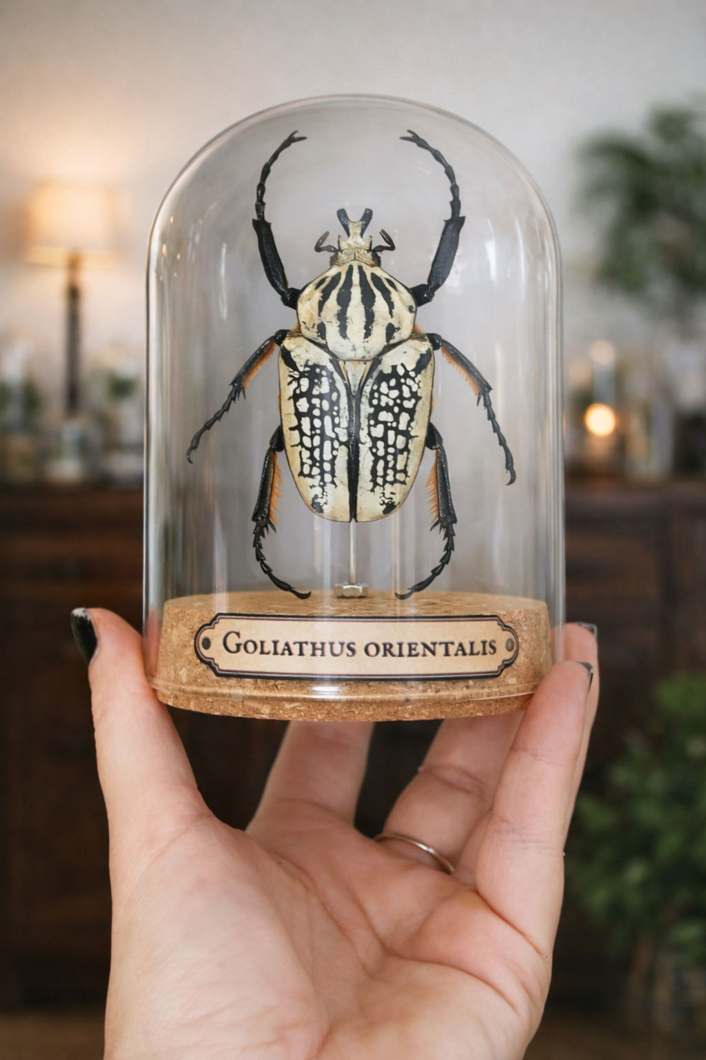 Goliathus Orientalis