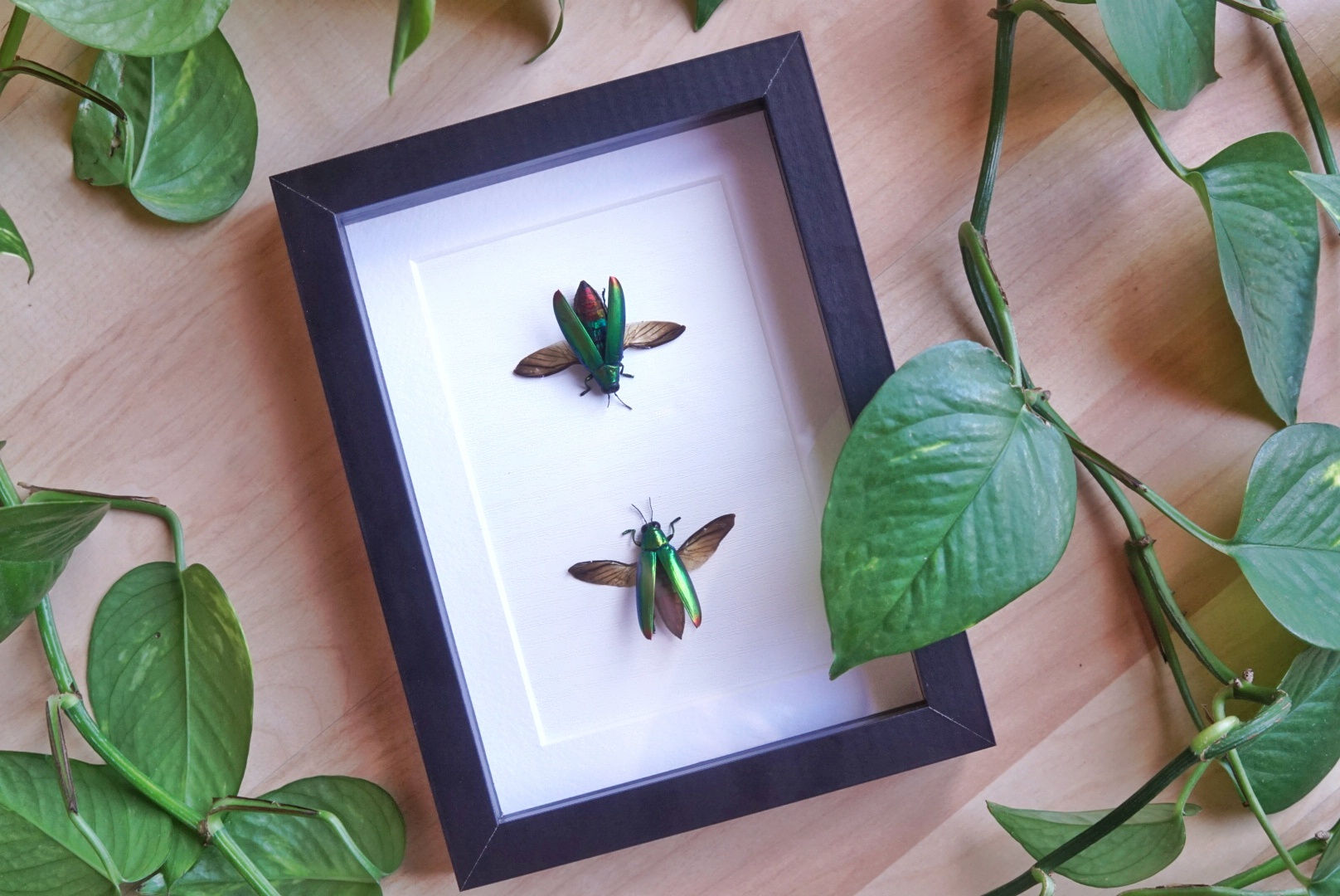 Chrysochroa Fulminans x2