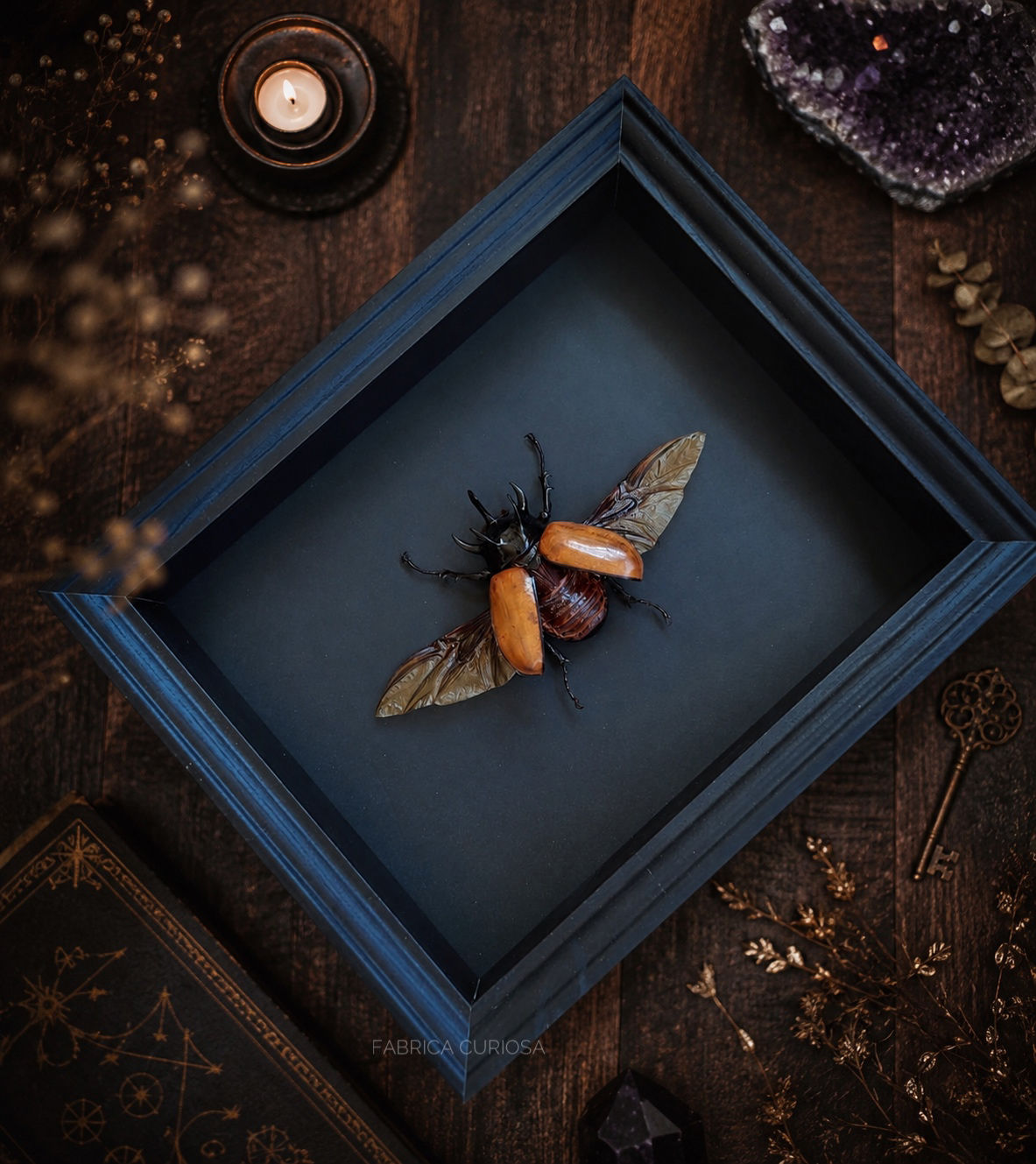 Eupatorus gracilicornis 