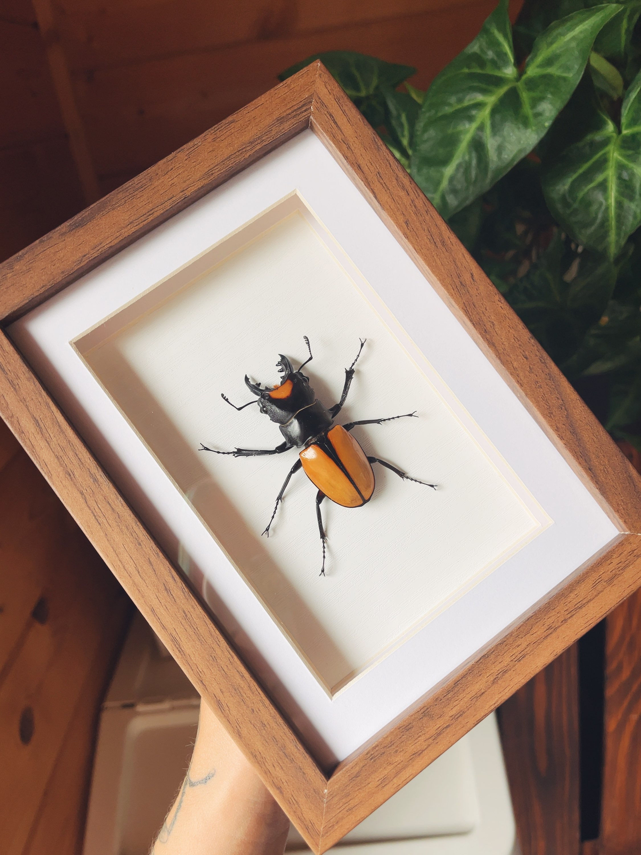 Odontolabis lacordairei