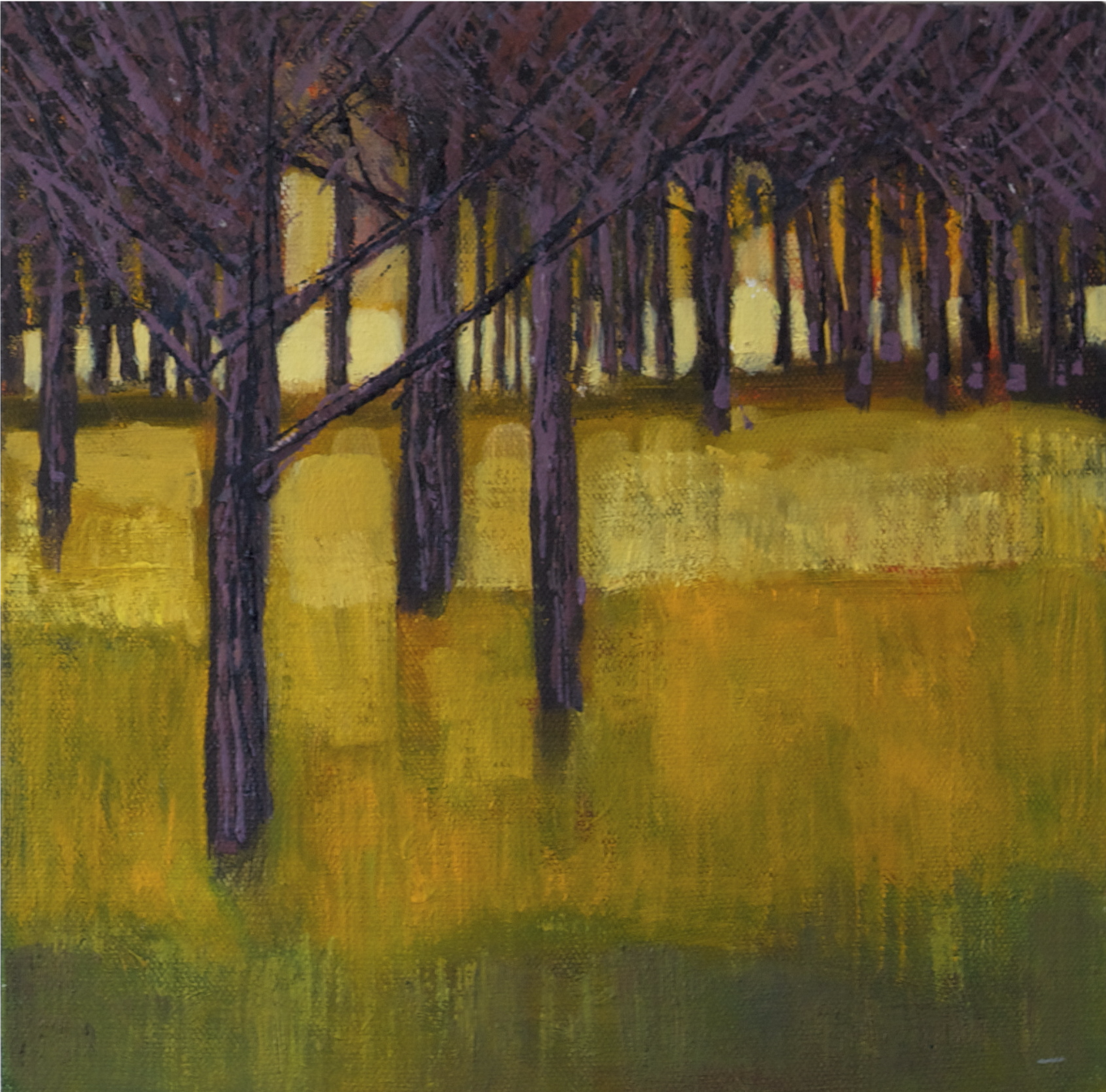 Burnt Trees, Loch Torridon