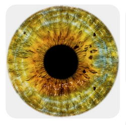 Iridology assessment online service