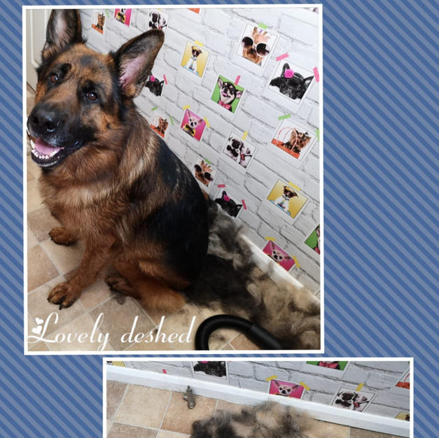 Toby had a bath and de shed