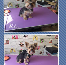 This little yorkie came in for a full groom
