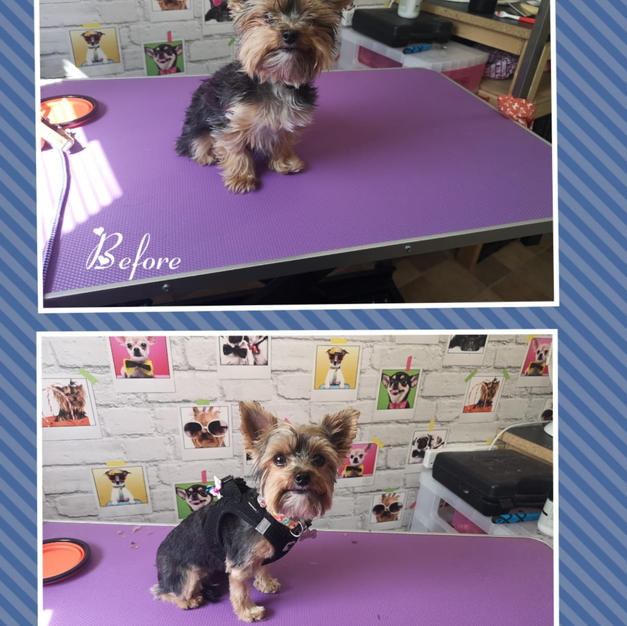 This little yorkie came in for a full groom