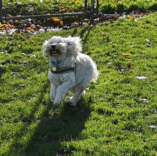 One happy boy on a morning walk